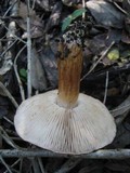 Tricholoma albobrunneum image