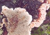 Hydnellum peckii image