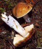 Cortinarius vanduzerensis image