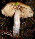 Cortinarius vanduzerensis image