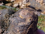 Rhizopogon parksii image