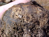 Rhizopogon parksii image