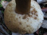Gyroporus castaneus image