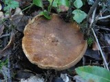 Gyroporus castaneus image