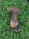 Gyroporus castaneus image