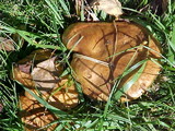 Paxillus involutus image