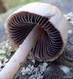 Panaeolus semiovatus image