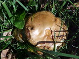 Paxillus involutus image