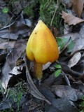 Hygrocybe acutoconica image