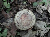 Lactarius maculatus image