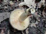 Lactarius maculatus image
