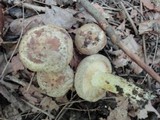 Lactarius maculatus image