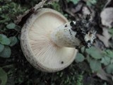 Lactarius maculatus image