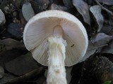 Lepiota clypeolaria image
