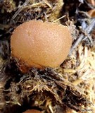 Peziza vesiculosa image