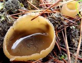 Peziza vesiculosa image