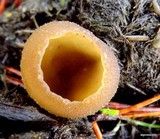 Peziza vesiculosa image