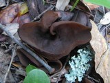 Otidea bufonia image