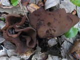 Otidea bufonia image