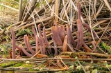 Alloclavaria purpurea image