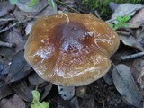 Cortinarius stillatitius image