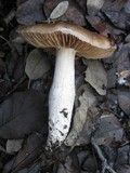 Cortinarius stillatitius image