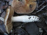 Cortinarius stillatitius image