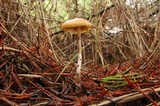 Psilocybe azurescens image