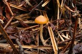 Psilocybe azurescens image