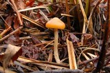 Psilocybe azurescens image