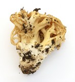Ramaria rasilispora image