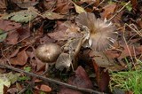Image of Gerronema atrialbum