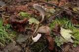 Gerronema atrialbum image