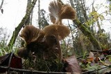 Gerronema atrialbum image