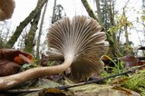 Gerronema atrialbum image