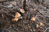 Psilocybe pelliculosa image