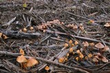 Psilocybe pelliculosa image