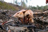 Psilocybe pelliculosa image
