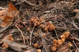 Psilocybe pelliculosa image