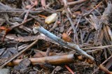 Psilocybe pelliculosa image