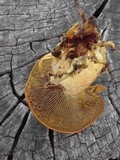 Gymnopilus ventricosus image