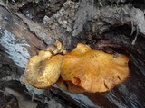 Gymnopilus ventricosus image
