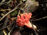 Ramaria formosa image