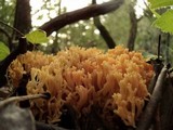 Ramaria formosa image