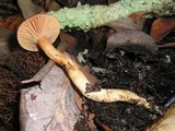 Chroogomphus ochraceus image