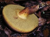 Boletus subtomentosus image