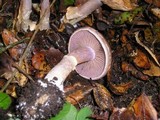 Cortinarius lucorum image