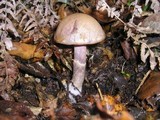 Cortinarius lucorum image
