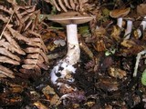 Cortinarius lucorum image