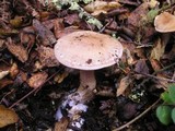 Cortinarius lucorum image